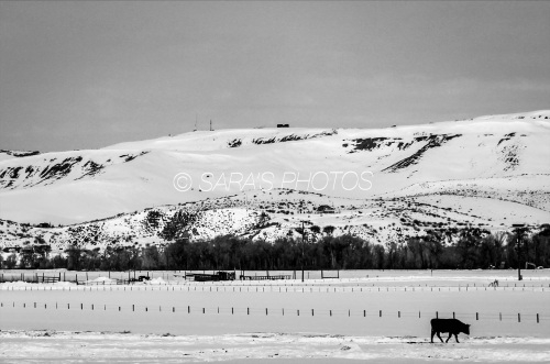 Alone on the Range