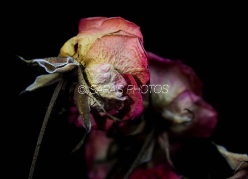 eZy-Watermark_24-01-2021_04-30-24PM