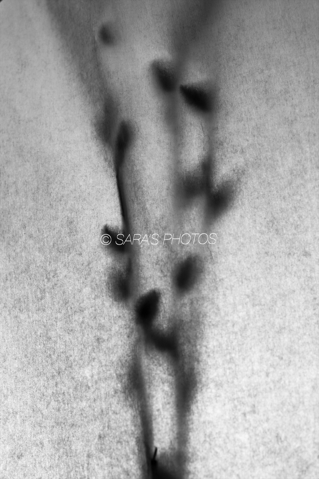 A blurry image of a cat 's paw print.